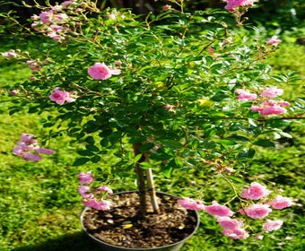 Stamroos (Rosa 'The Fairy')