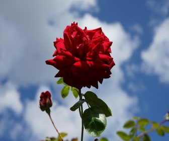 Klimroos (Rosa 'Velvet star') 