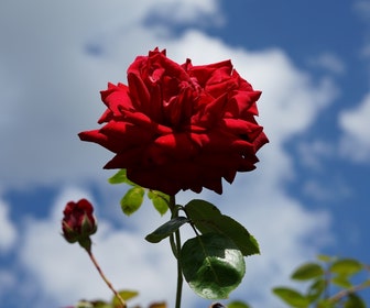 Klimroos (Rosa 'Velvet star')