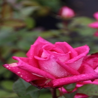 Grootbloemige roos (Rosa 'Acapella')