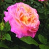 Grootbloemige Roos (Rosa 'Augusta Luise')