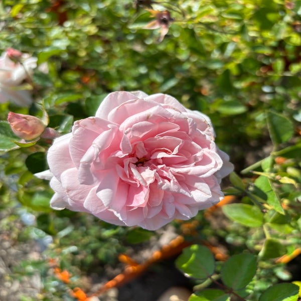 Klimroos (Rosa 'Awaking') (BIO)