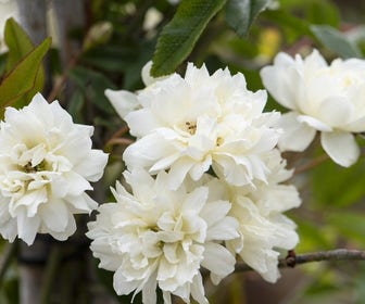Klimroos (Rosa banksiae Alba)