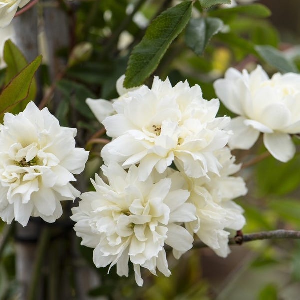 Klimroos (Rosa banksiae Alba)