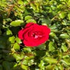 Miniatuurroos (Rosa 'Corazon') (BIO)