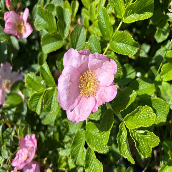 Rugosaroos (Rosa 'Dagmar Hastrup')