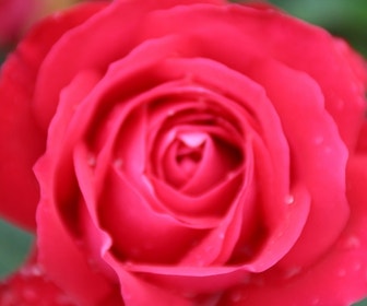 Grootbloemige Roos (Rosa 'Dame de Coeur')