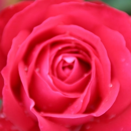 Grootbloemige Roos (Rosa 'Dame de Coeur')