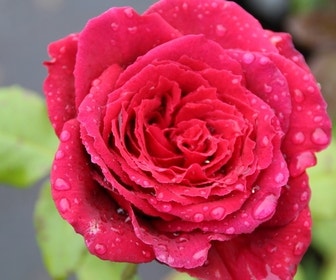 Grootbloemige roos (Rosa 'Duftfestival')