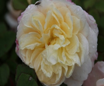 Engelse Roos (Rosa 'Emanuel')