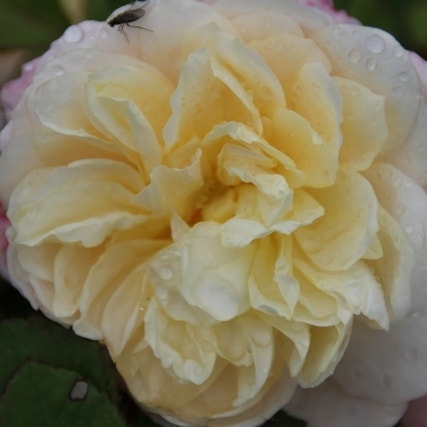 Engelse Roos (Rosa 'Emanuel')