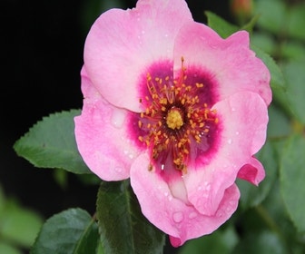 Persica roos (Rosa 'Eyes On Me')