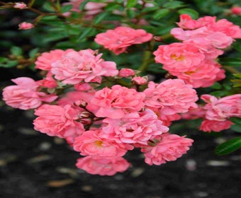 Bodembedekkende roos (Rosa 'Fairy Princess')