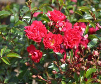 Stamroos (Rosa 'Fairy Queen')