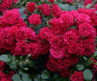 Bodembedekkende roos (Rosa 'Gartnerfreude')