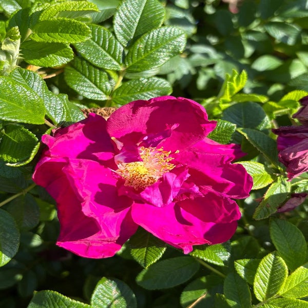 Heesterroos (Rosa 'Georg Ruf')