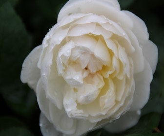 Engelse Roos (Rosa 'Glamis Castle')