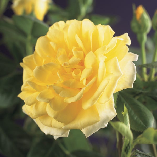 Klimroos (Rosa 'Golden Climber')