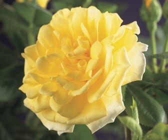 Klimroos (Rosa 'Golden Climber')
