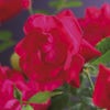 Klimroos (Rosa 'Heidelberg')