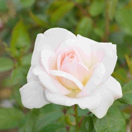 Grootbloemige roos (Rosa 'Helga')