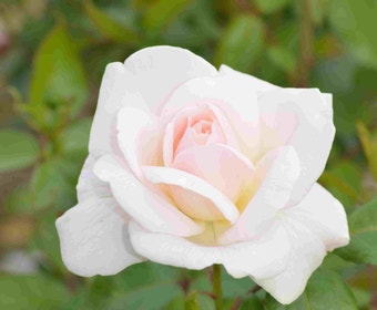 Grootbloemige roos (Rosa 'Helga')