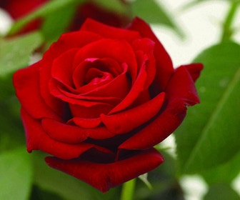 Grootbloemige Roos (Rosa 'Ingrid Bergman')