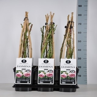 Klimroos Rosa 'Jasmina' in de winter