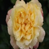 Trosroos (Rosa 'Lampion')
