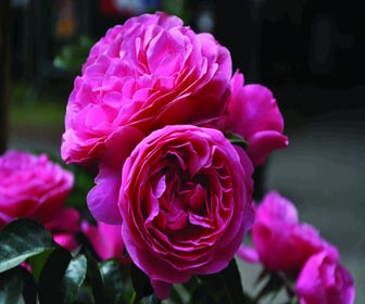 Stamroos (Rosa 'Leonardo da Vinci')