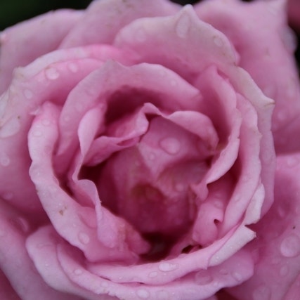 Grootbloemige Roos (Rosa 'Lila Wunder')