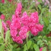 Bodembedekkende roos (Rosa 'Lovely Fairy')