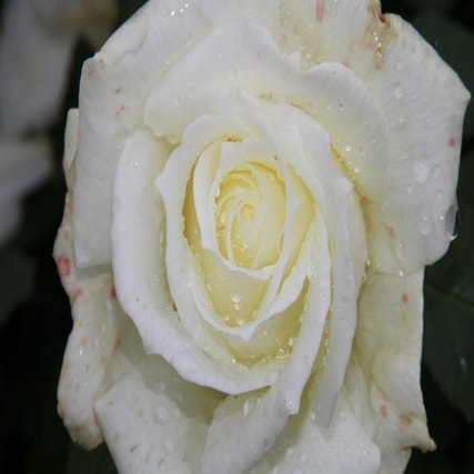 Grootbloemige Roos (Rosa 'Memoire')