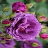 Stamroos (Rosa 'Minerva')