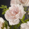 Klimroos (Rosa 'New Dawn')