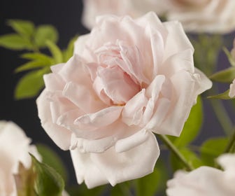 Klimroos (Rosa 'New Dawn')