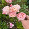 Struikroos (Rosa 'New Dreams') (BIO)