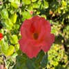 Klimroos (Rosa 'Newsflash') (BIO)