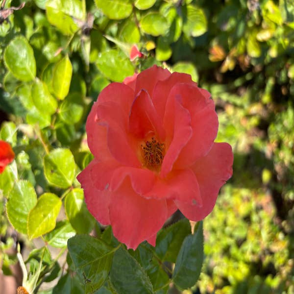 Klimroos (Rosa 'Newsflash') (BIO)