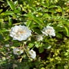 Klimroos (Rosa 'Paragon') (BIO)