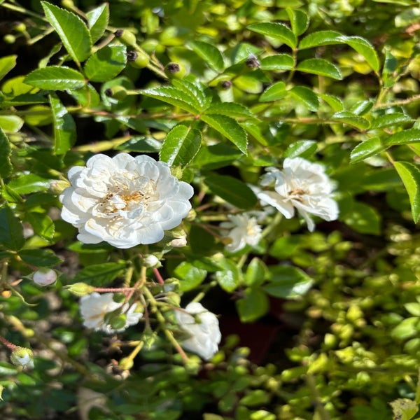 Klimroos (Rosa 'Paragon')