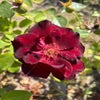 Struikroos (Rosa 'Pretty Black') (BIO)