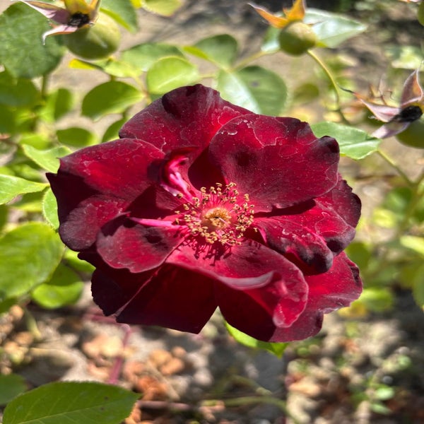 Struikroos (Rosa 'Pretty Black')