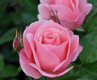 Grootbloemige roos (Rosa 'Queen Elizabeth')