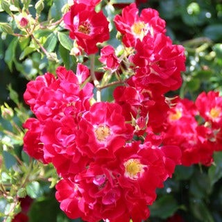 Miniklimroos (Rosa 'Rambling Rosie')