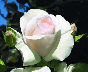 Klimroos (Rosa 'Schneewalzer')