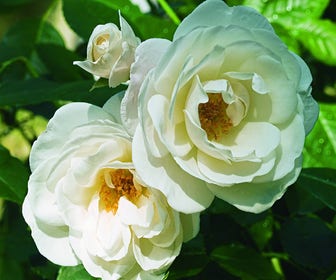 Roos (Rosa 'Schneewittchen')