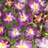 Klimroos (Rosa 'Veilchenblau')