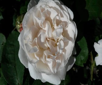 Engelse Roos (Rosa 'Winchester Cathedrale')
