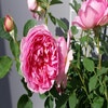Engelse Roos (Rosa 'Boscobel')